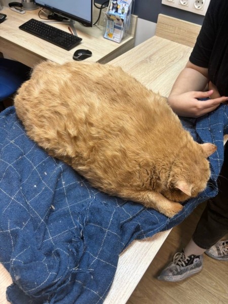 Умер известный кот-гигант Крошик Умер известный кот-гигант Крошик