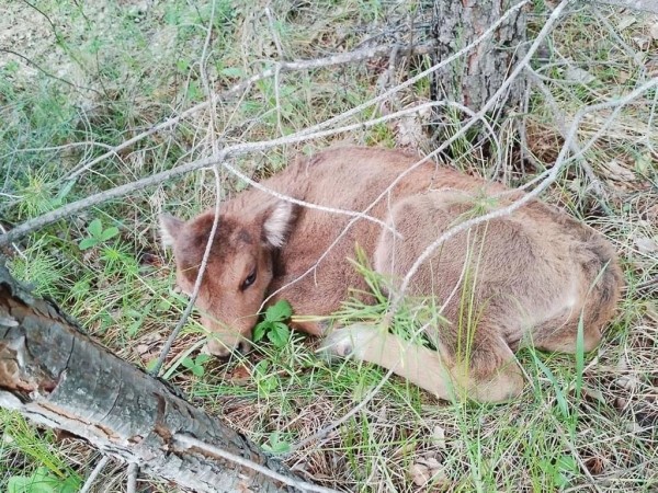 У беловежских зубров в Башкортостане родилось уже пять телят У беловежских зубров в Башкортостане родилось уже пять телят