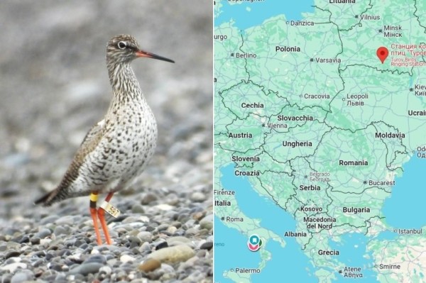 В Италии заметили птицу, окольцованную в Беларуси В Италии заметили птицу, окольцованную в Беларуси