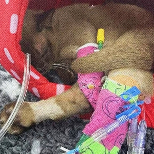 Этот кот пережил часовую стирку в машинке