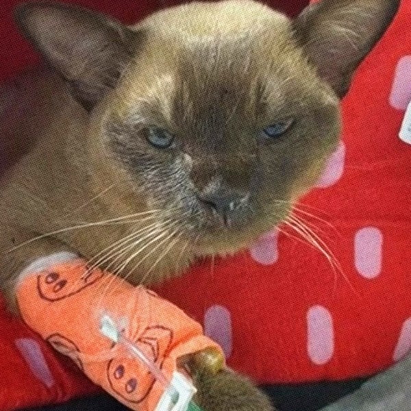 Этот кот пережил часовую стирку в машинке